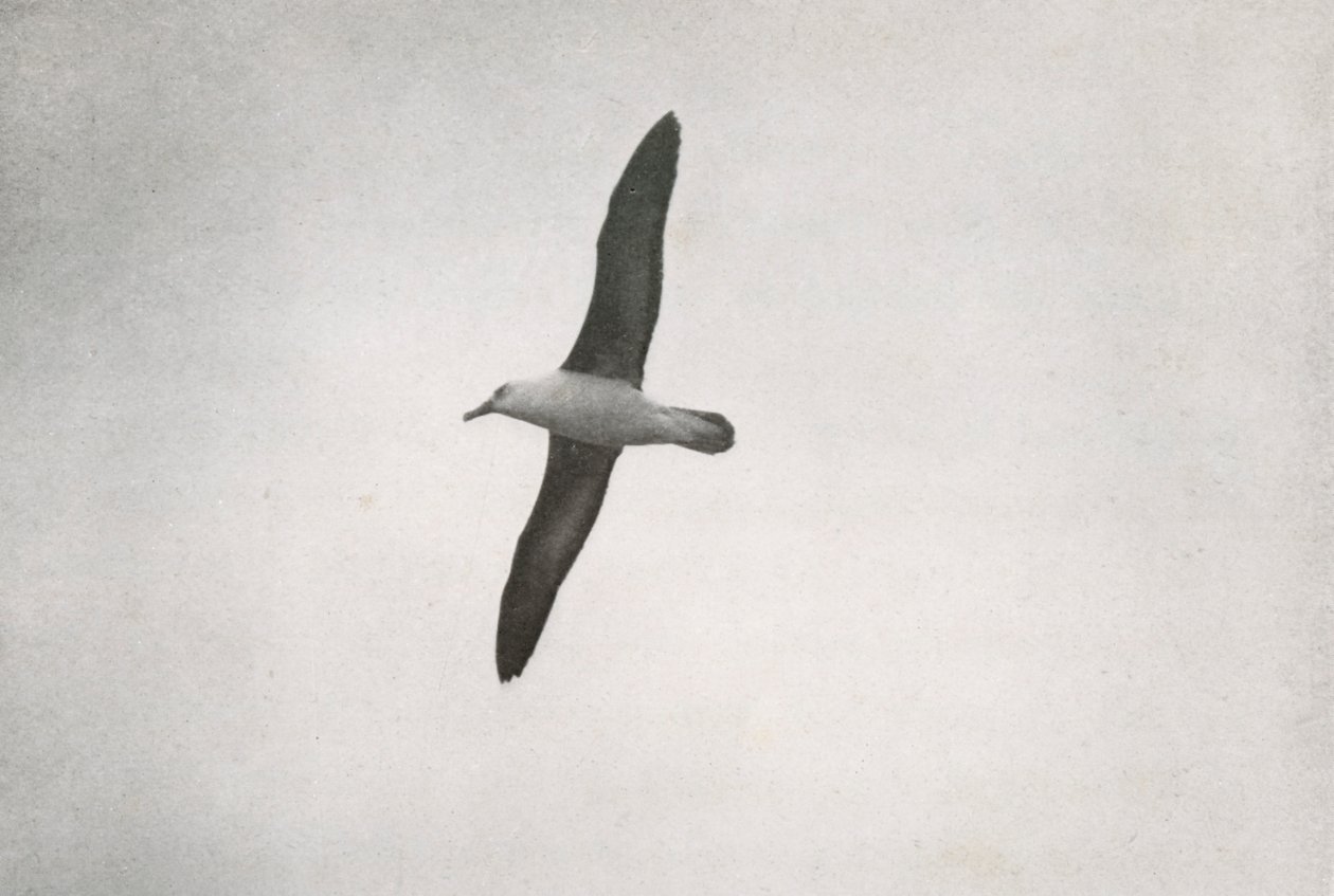 Albatroz voando, c19101913, 1913 de Herbert Ponting