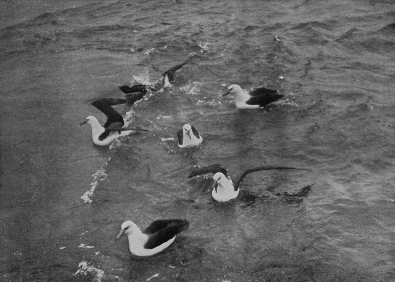 Albatrozes forrageando na esteira da Terra Nova, c19101913, 1913 de Herbert Ponting