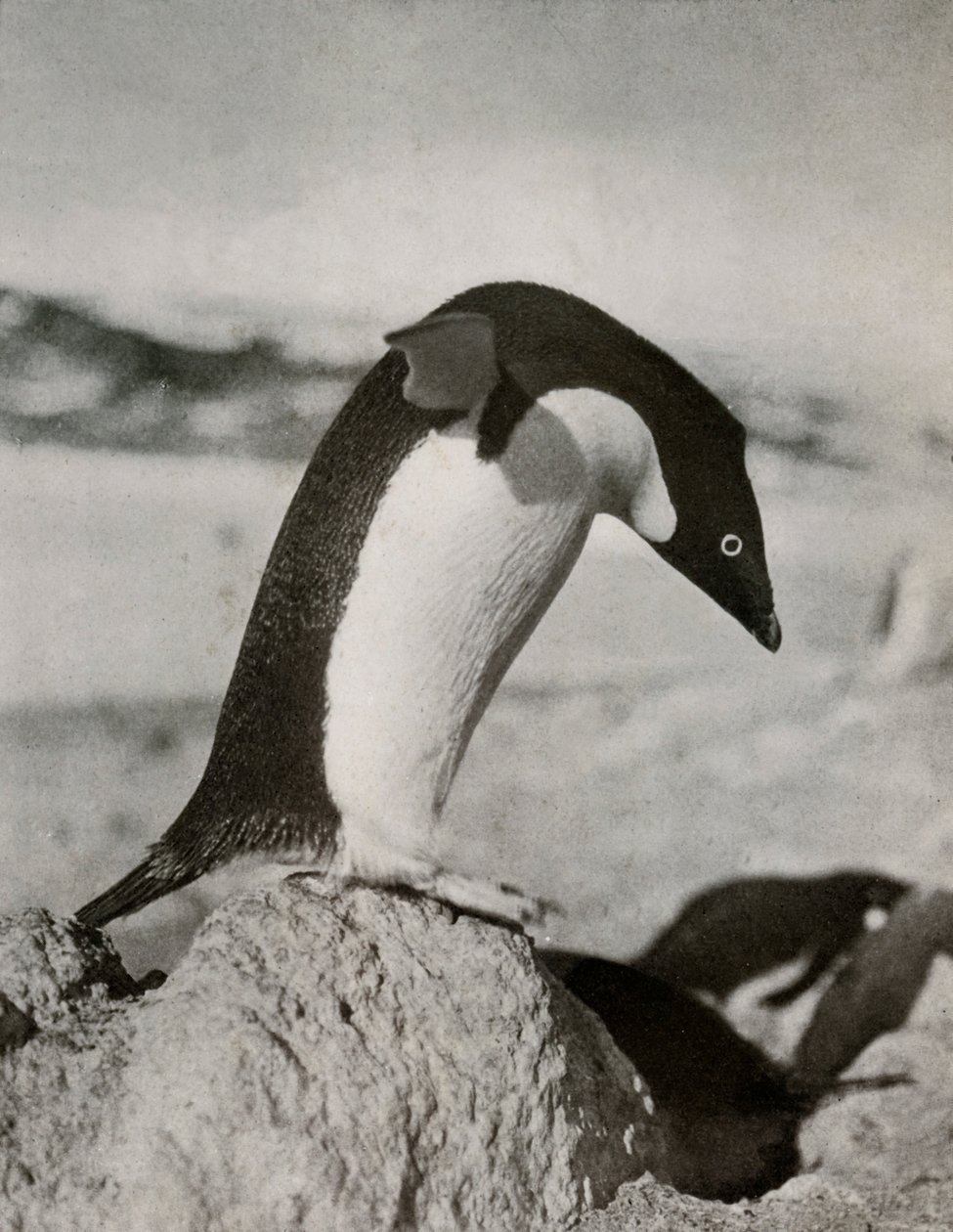 Um pinguim de Adélie prestes a mergulhar, c19101913, 1913 de Herbert Ponting