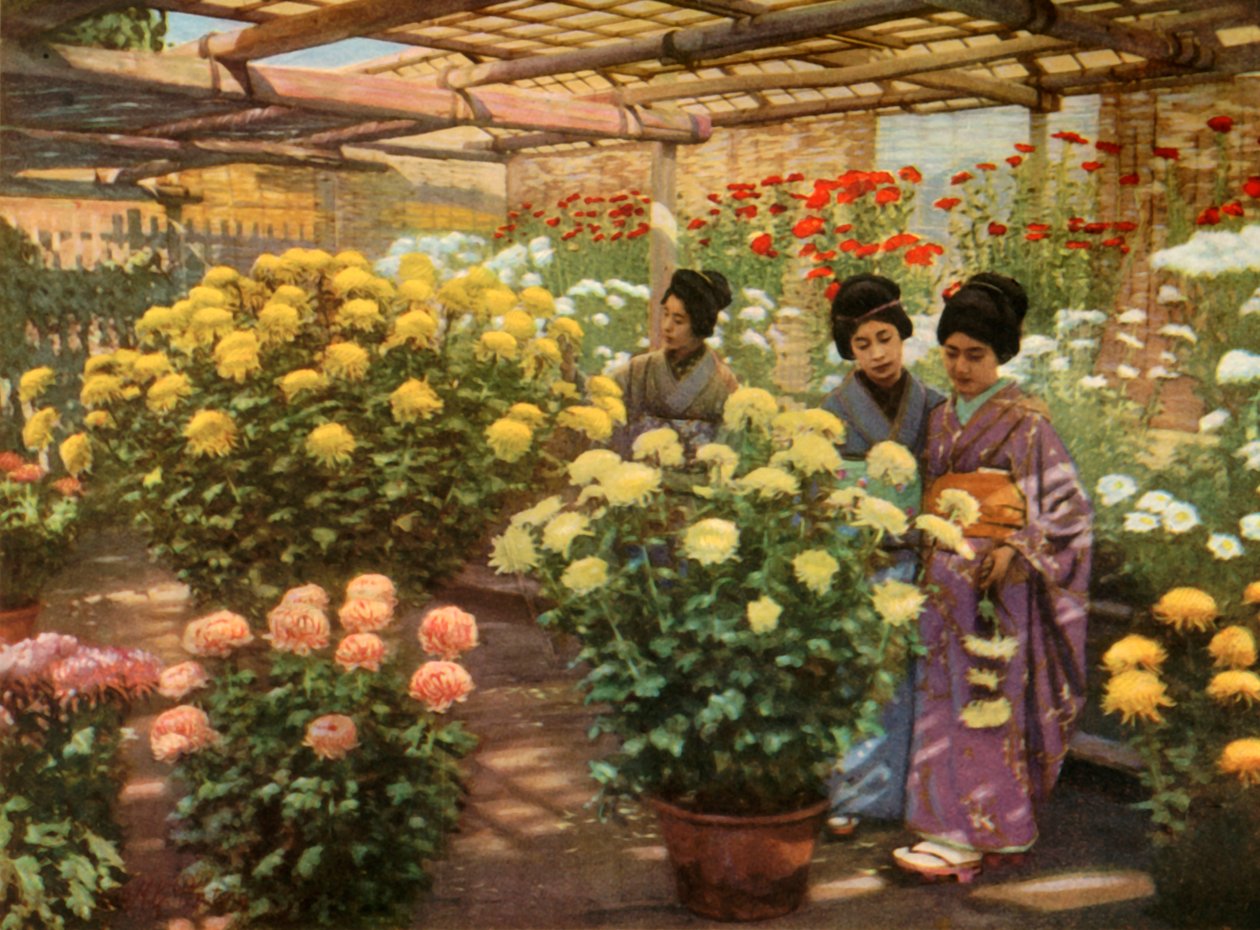 No Chrysanthemum Show, 1910. de Herbert Ponting