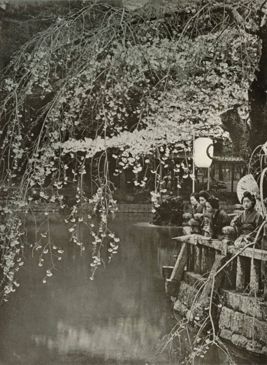 Cherry-Blossom Time no Japão, 1910. de Herbert Ponting