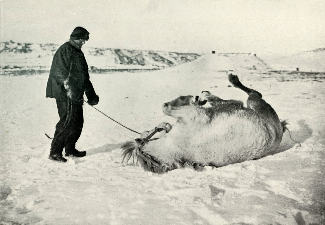 Cherry-Garrard dando a seu pônei Michael um rolo na neve, c1911, 1913 de Herbert Ponting