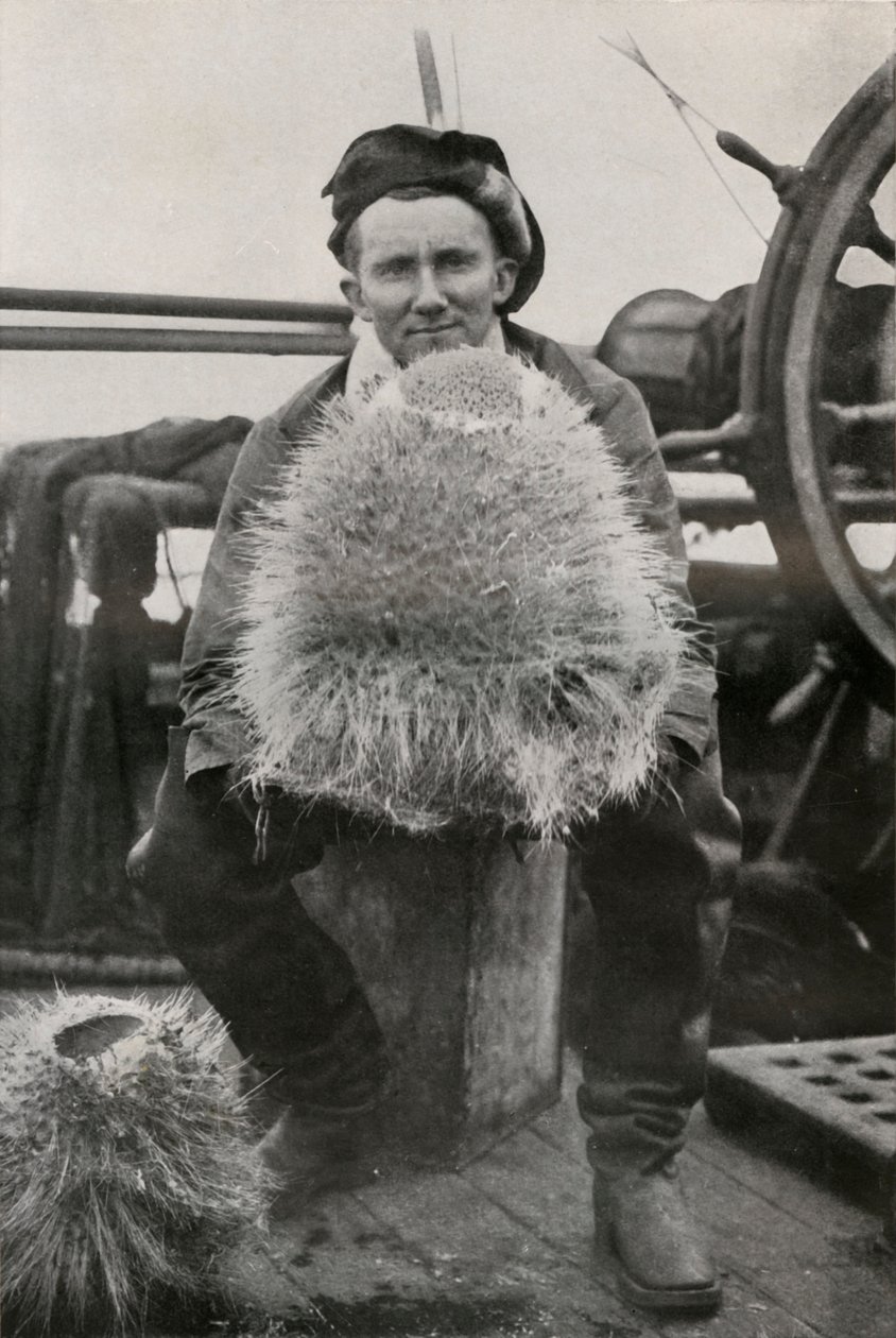 DG Lillie, com algumas das esponjas siliciosas, c1911, 1913 de Herbert Ponting