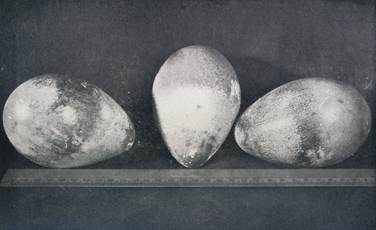 Ovos de pinguins-imperador do Cabo Crozier, 1911, 1913 de Herbert Ponting
