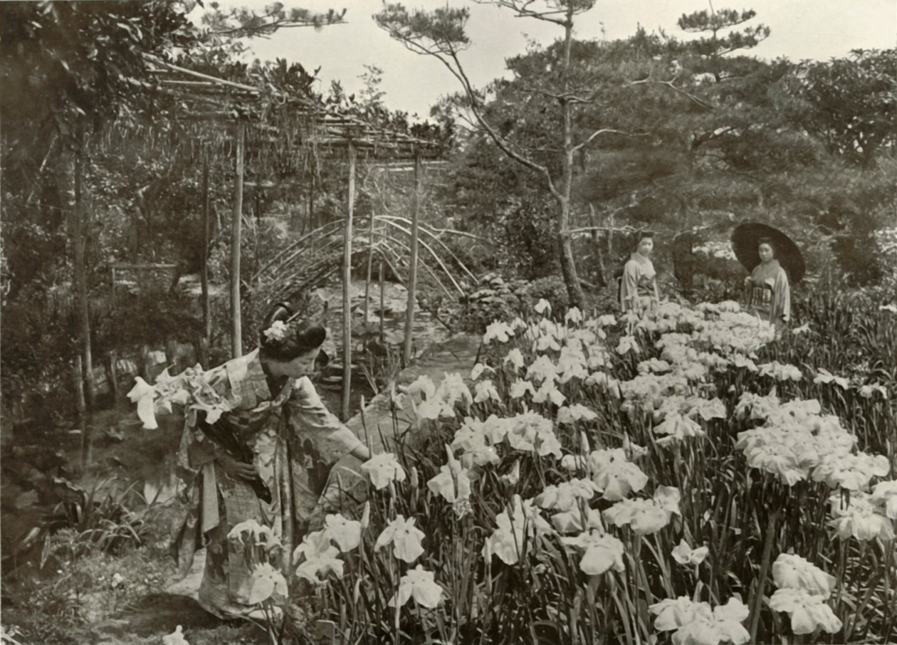 Em um jardim da íris, 1910. de Herbert Ponting
