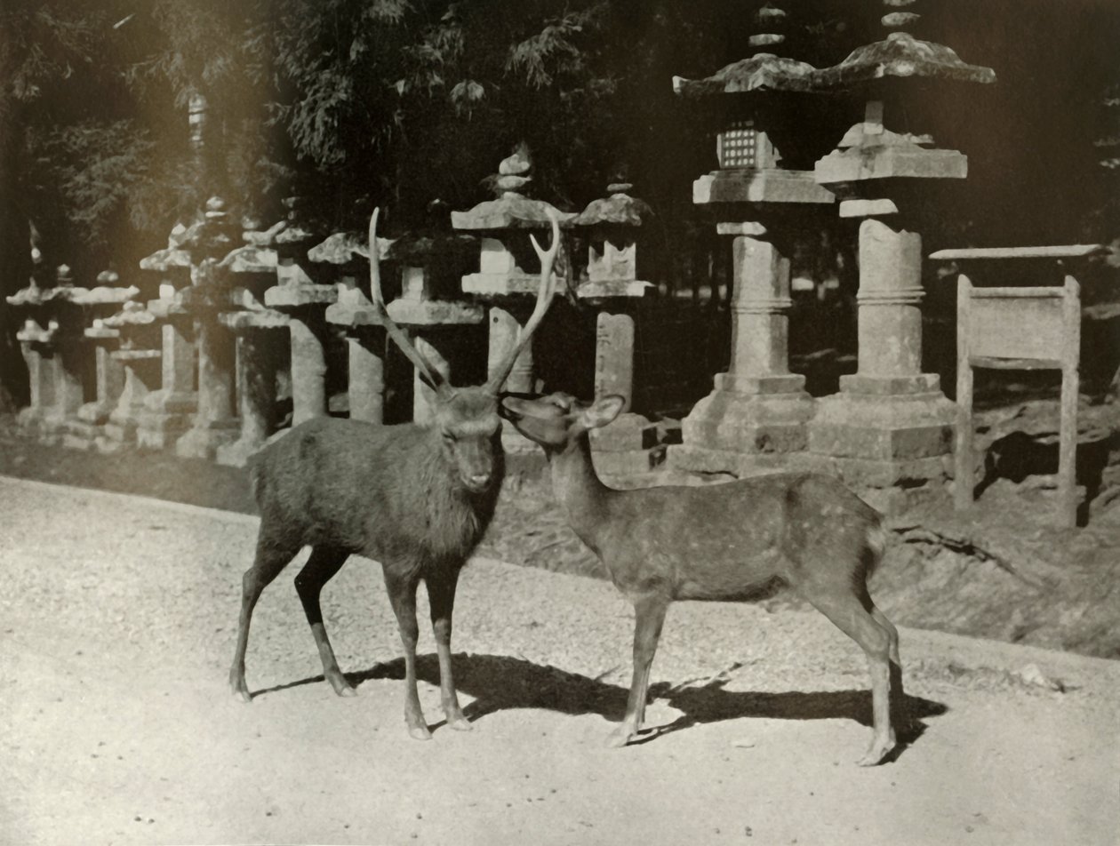 Meu querido! Um estudo em Nara, 1910. de Herbert Ponting