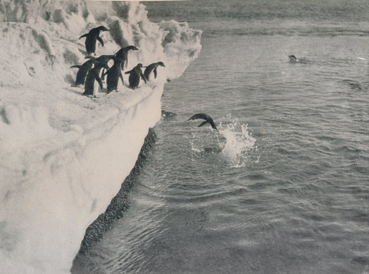 Mergulho dos pinguins, c1911, 1913 de Herbert Ponting