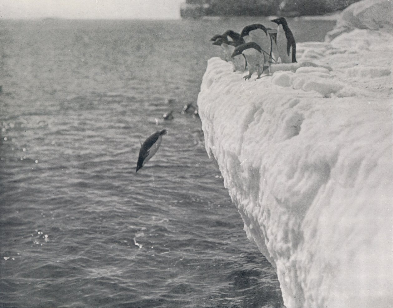 Mergulho dos pinguins, c1911, 1913 de Herbert Ponting