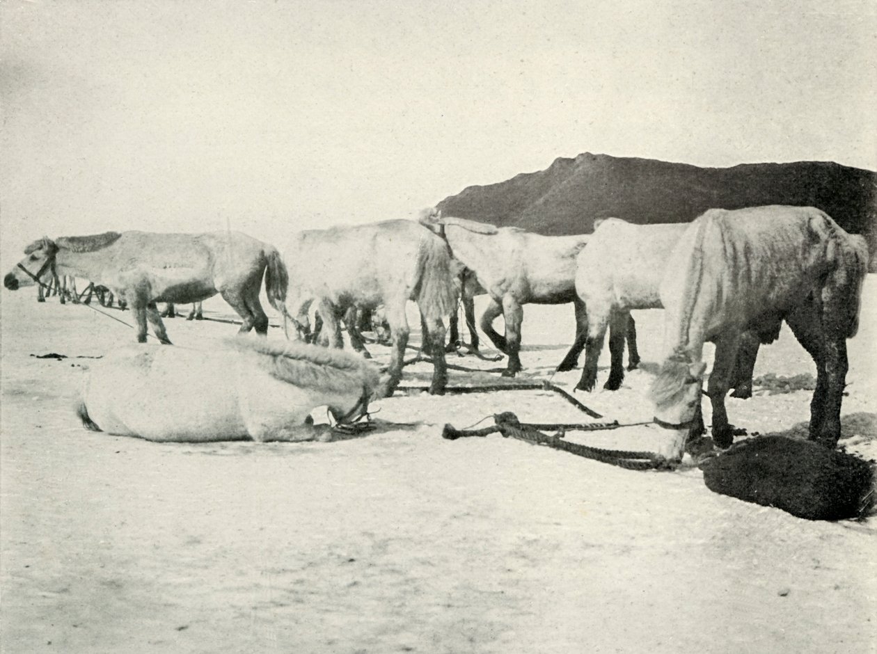 Pôneis amarrados no gelo marinho, c19101913, 1913 de Herbert Ponting