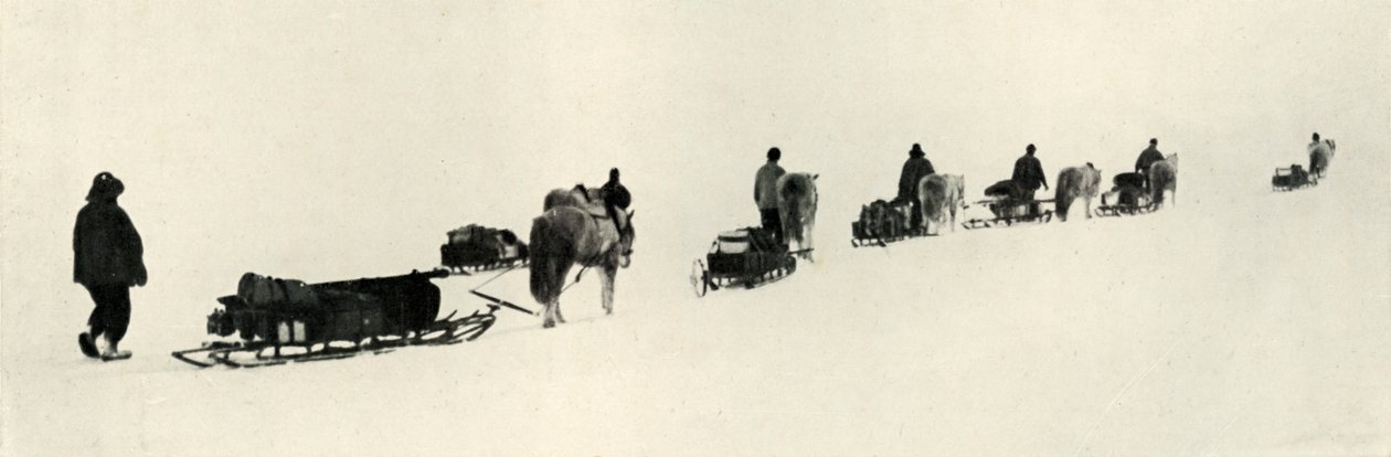 Pôneis em março de 1911, 1913 de Herbert Ponting