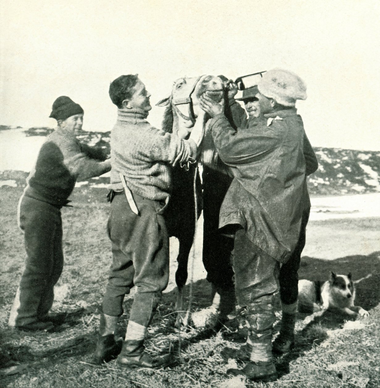 Pony Takes Whisky, 8 de fevereiro de 1911, 1913 de Herbert Ponting