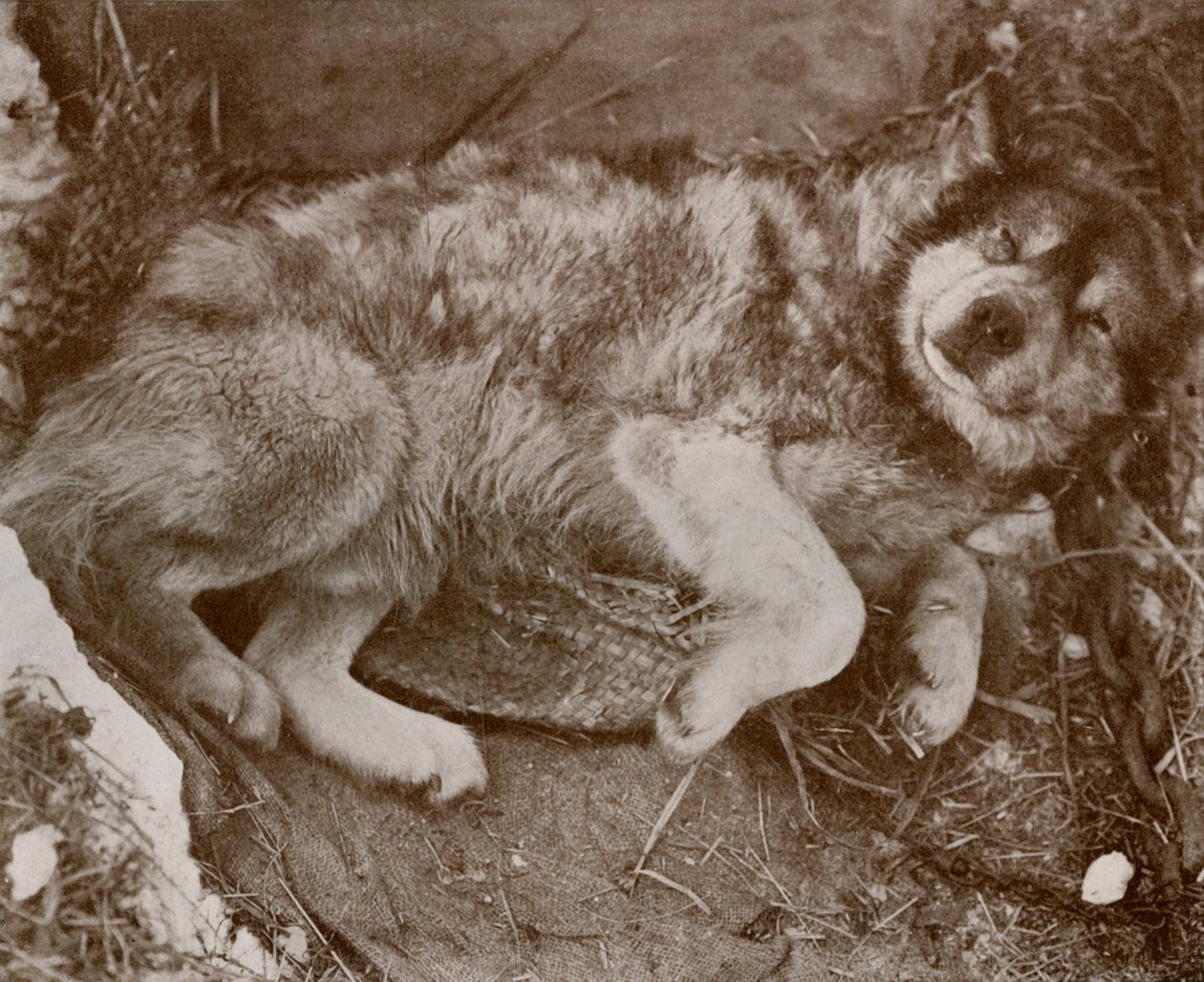 Stareek Malingering, c19101913, 1913 de Herbert Ponting