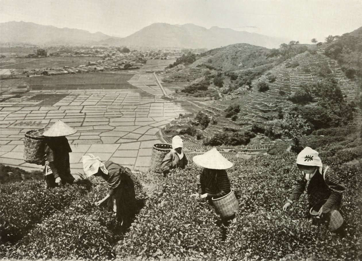Chá nas colinas e arroz nas planícies, 1910. de Herbert Ponting