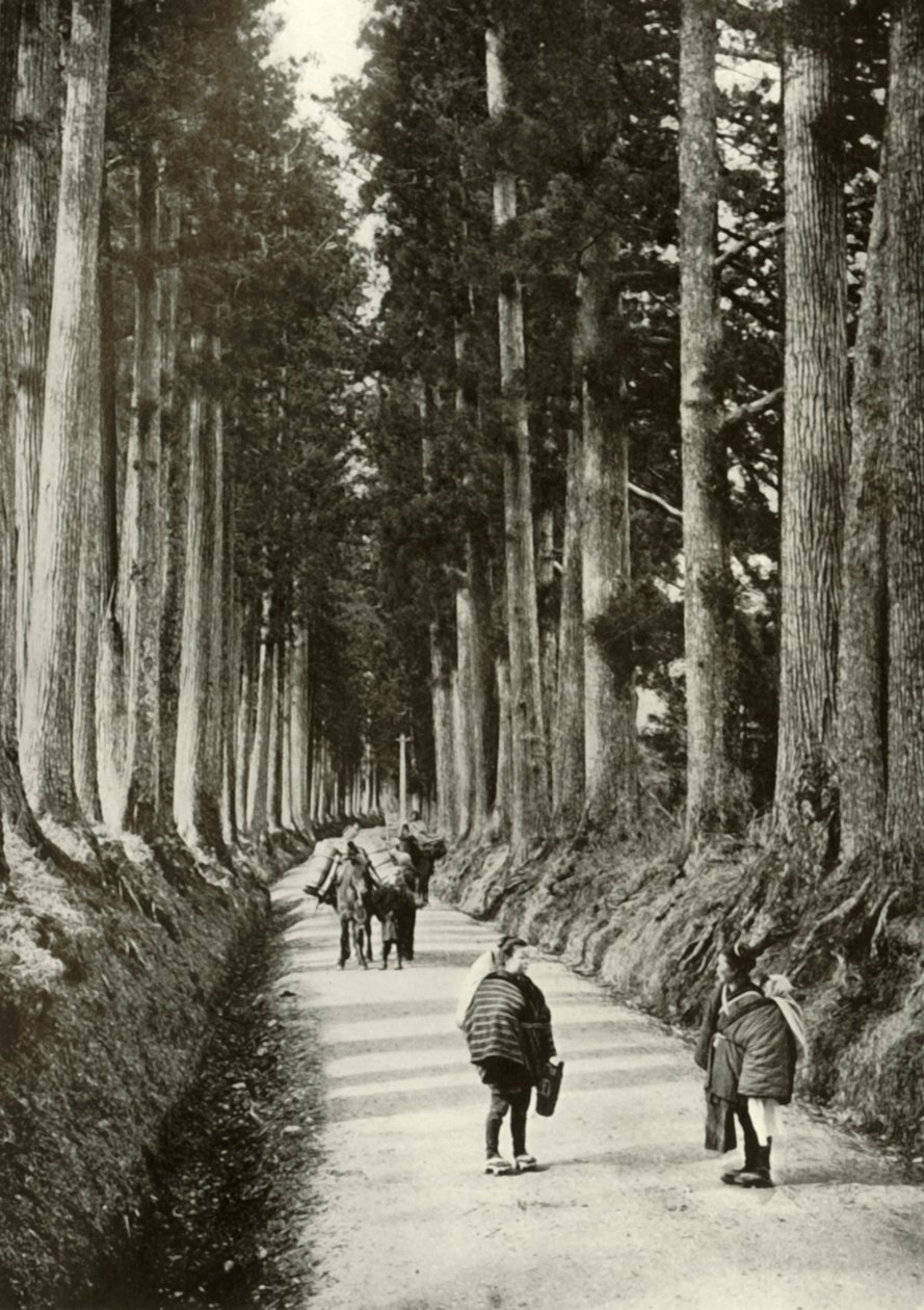As Cryptomerias em Nikko, 1910. de Herbert Ponting
