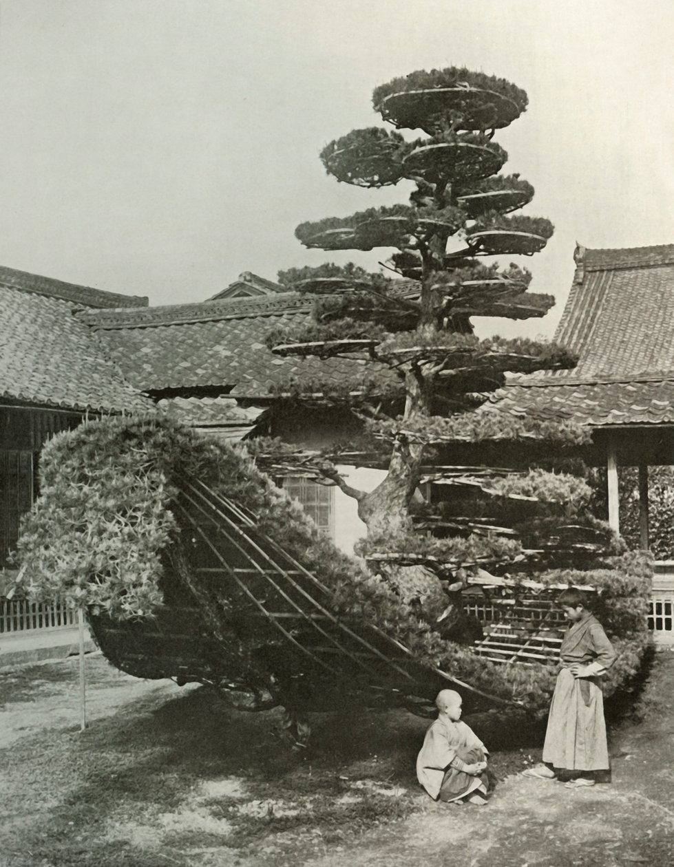O Lixo do Pinheiro em Kinkakuji, 1910. de Herbert Ponting