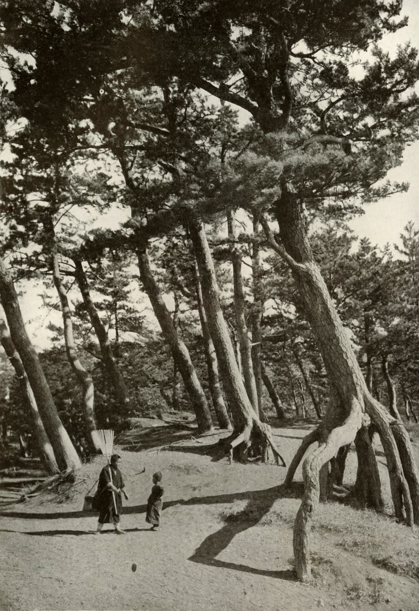 Os pinheiros de Shizu-Ura, 1910. de Herbert Ponting