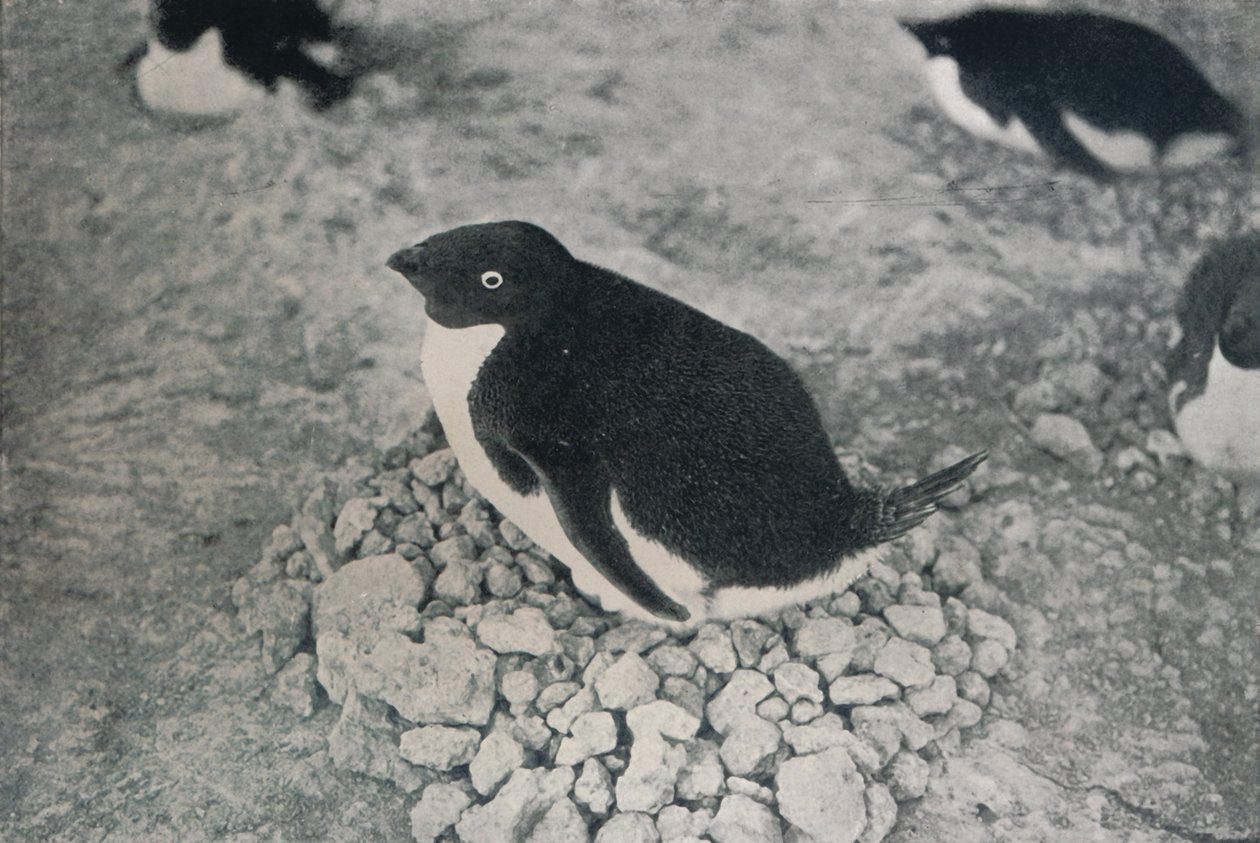 Este pinguim tem um companheiro diligente, c1911, 1913 de Herbert Ponting