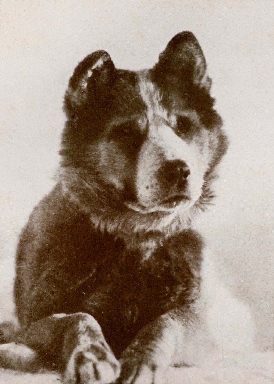 Vaida, c19101913, 1913. de Herbert Ponting