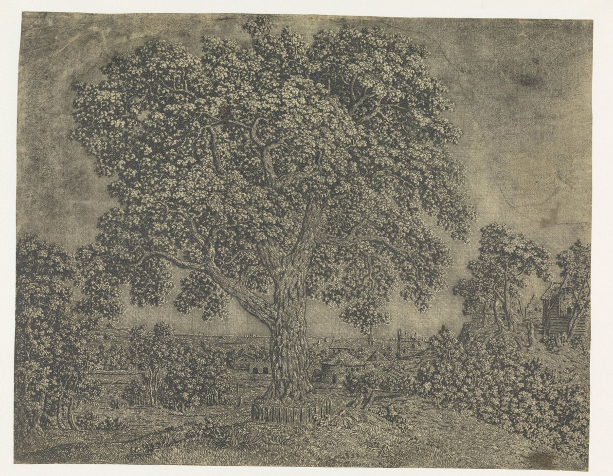 A grande árvore de Hercules Segers