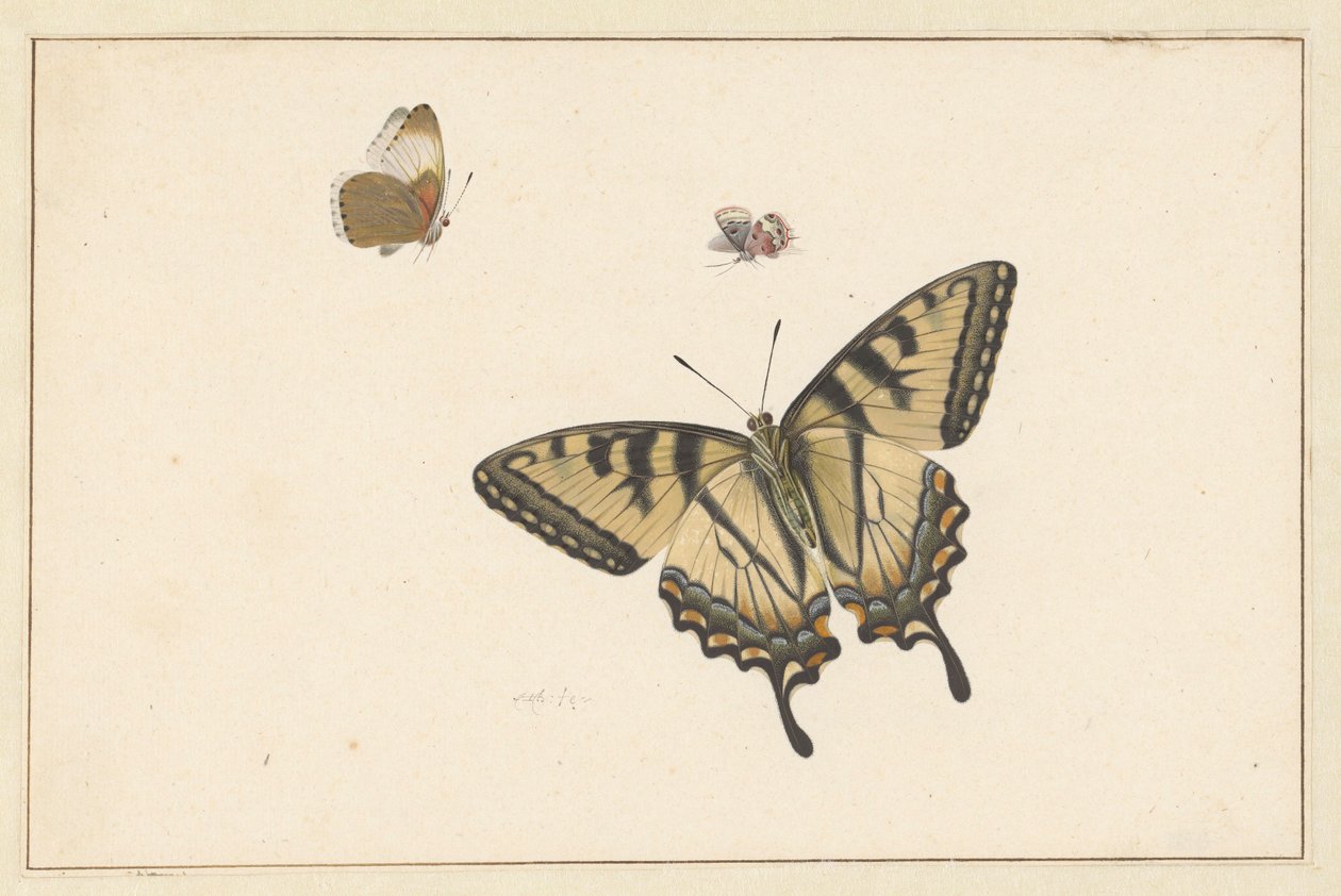 Três borboletas (aguarela e guache) de Herman Henstenburgh