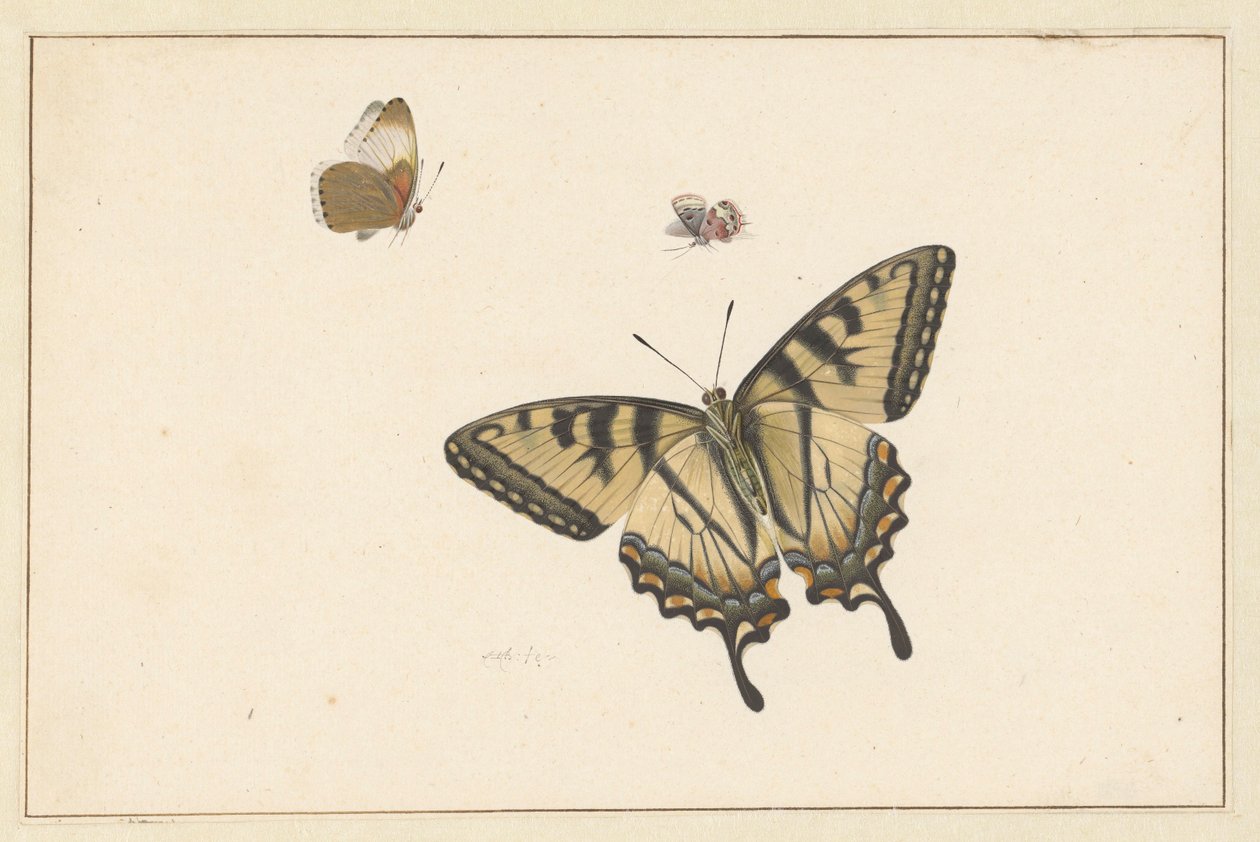 Três Borboletas de Herman Henstenburgh
