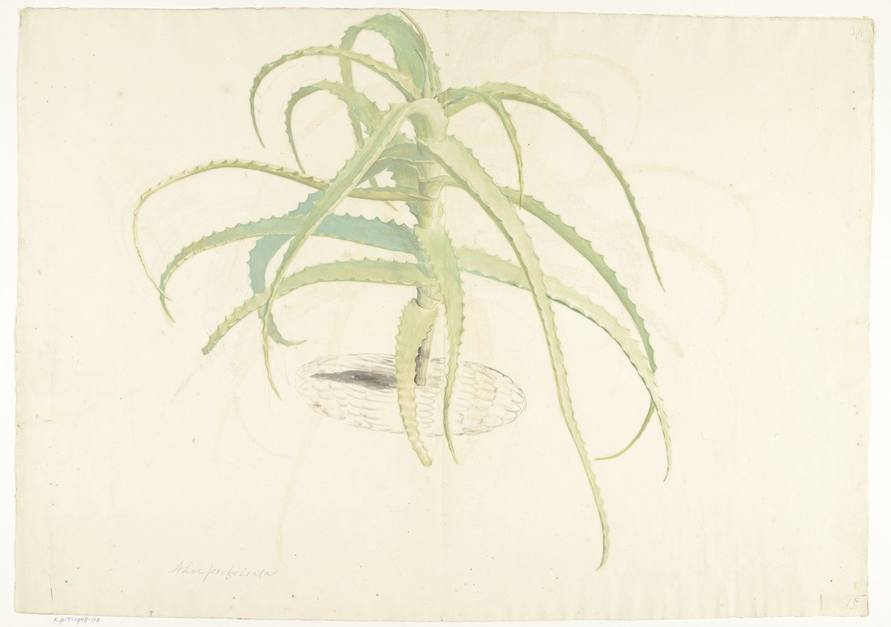 Aloë perfoliata de Herman Saftleven