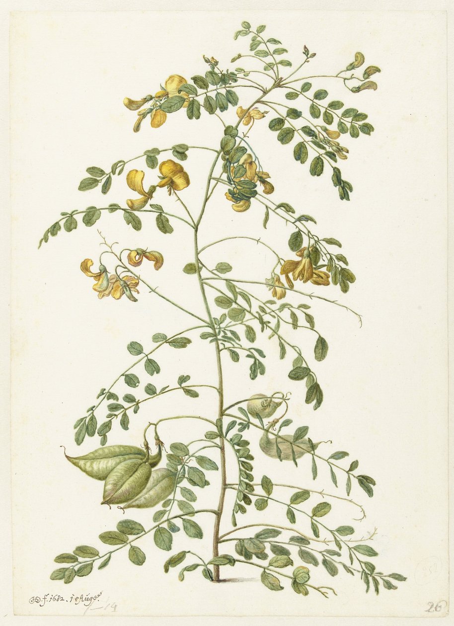 Blazenstruik e pekanjers de Herman Saftleven