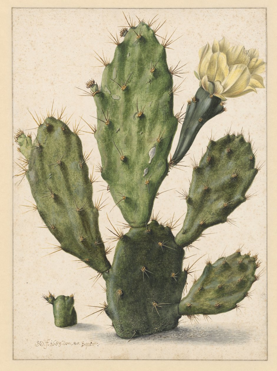 Cacto de pêra em flor de Herman Saftleven