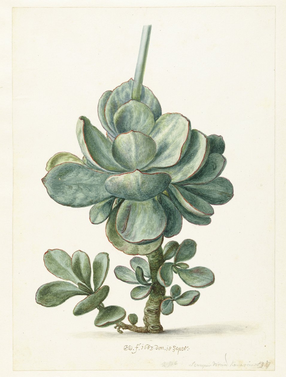 Planta suculenta (Cotyledon orbiculata) de Herman Saftleven