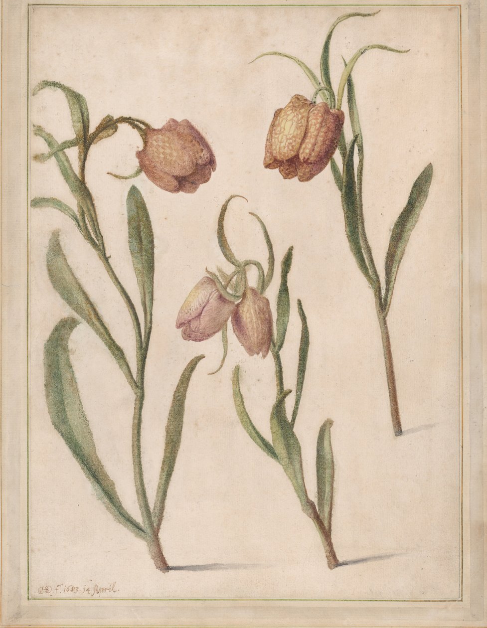 Estudo de Três Fritillaries, 1683. de Herman Saftleven the Younger