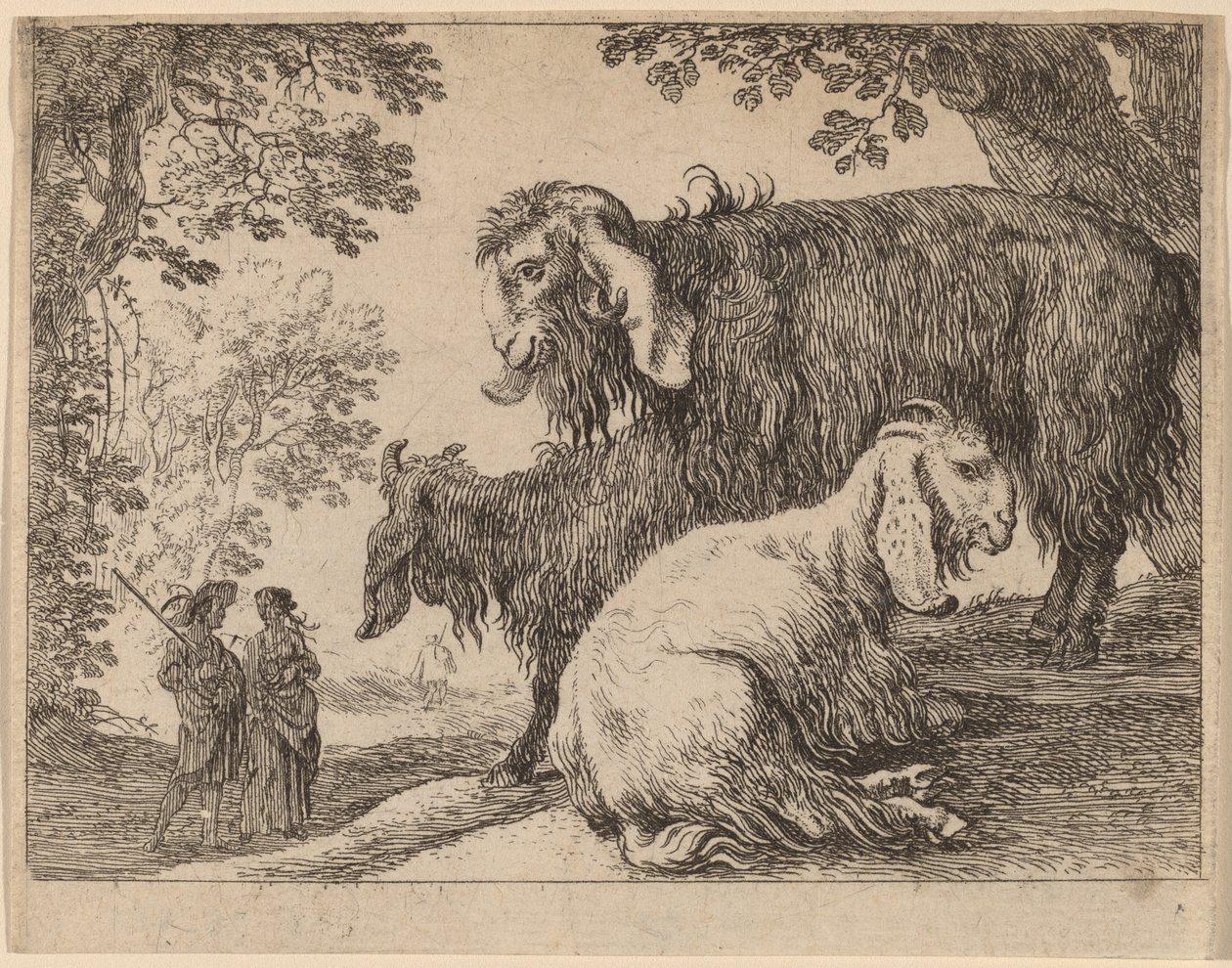 Ovelha Angorá de Herman van Swanevelt