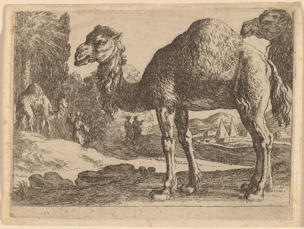 Camelos de Herman van Swanevelt