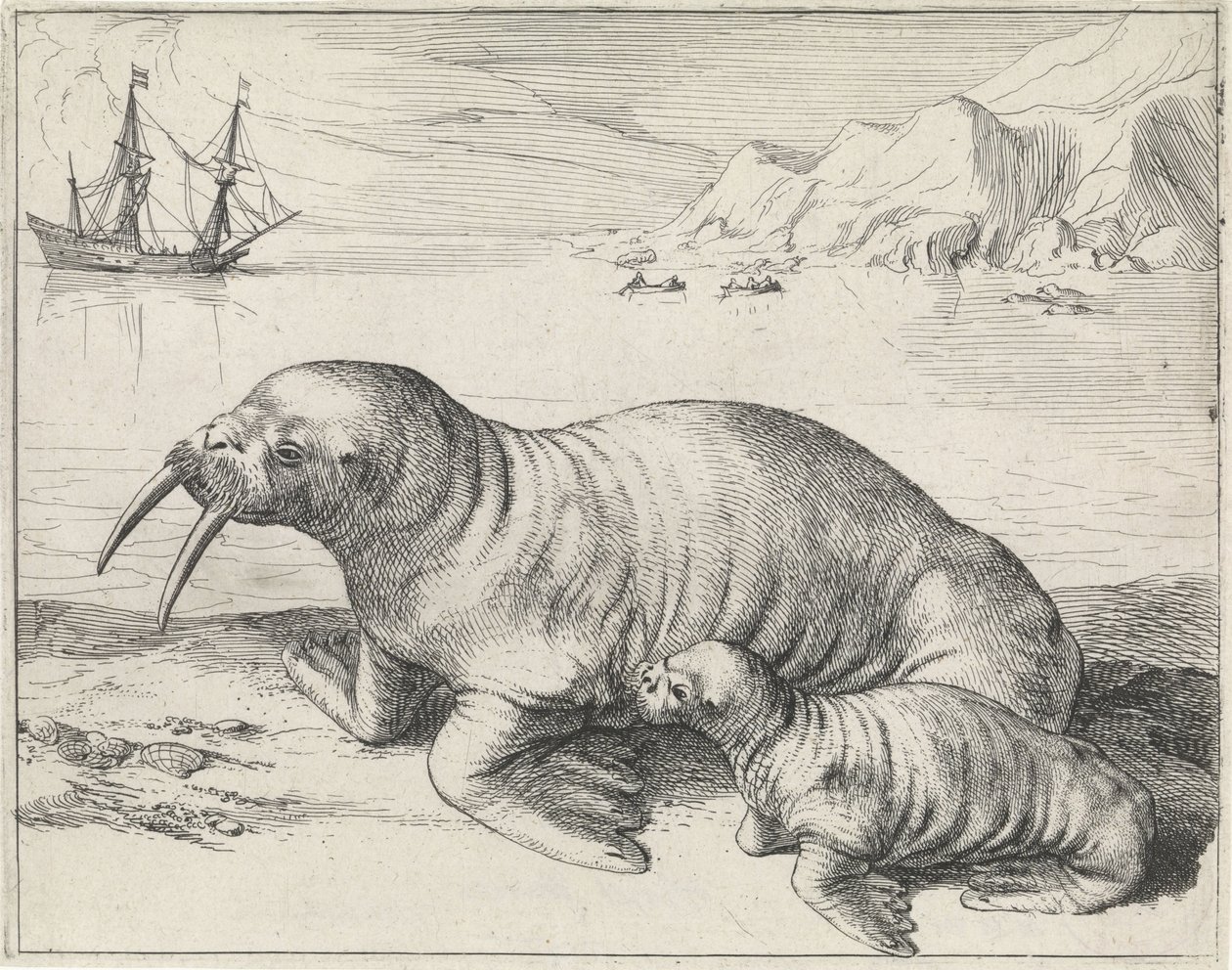 Morsa perto de Spitsbergen de Hessel Gerritsz