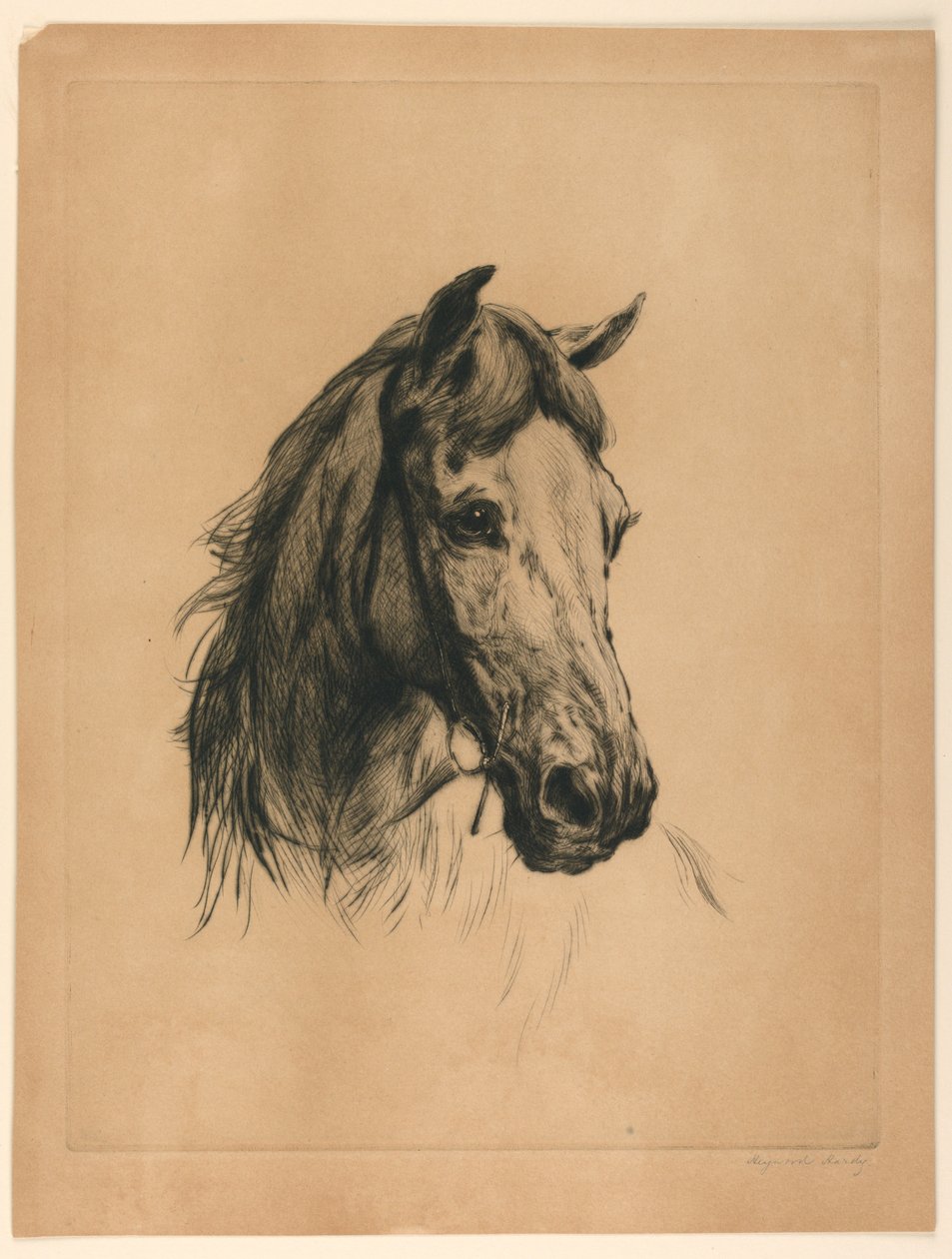 Cabeça de um cavalo de Heywood Hardy