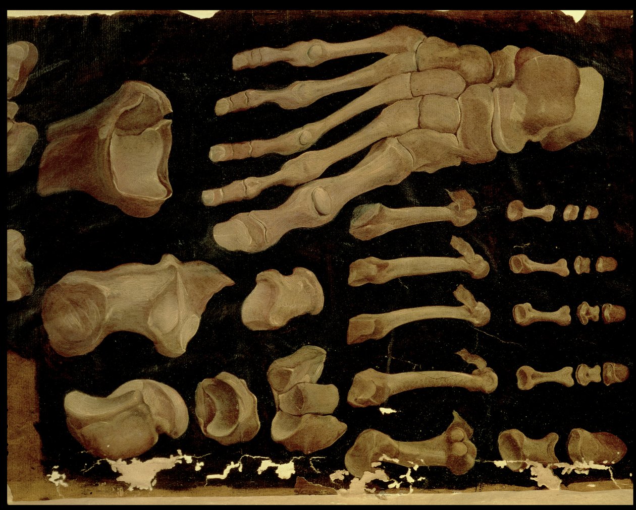 Desenho anatômico dos ossos do pé de Hieronymus Fabricius ab Aquapendente
