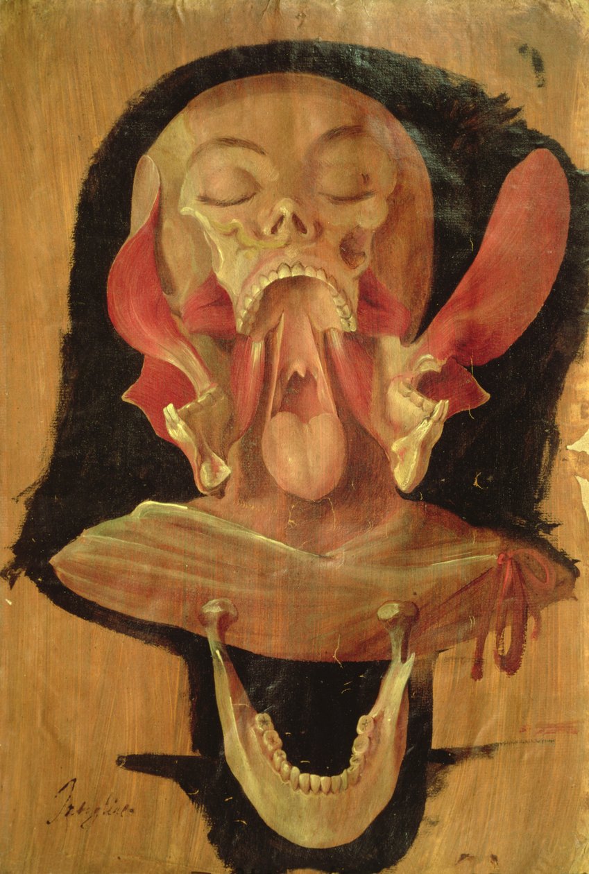 Desenho anatômico da cabeça de Hieronymus Fabricius ab Aquapendente