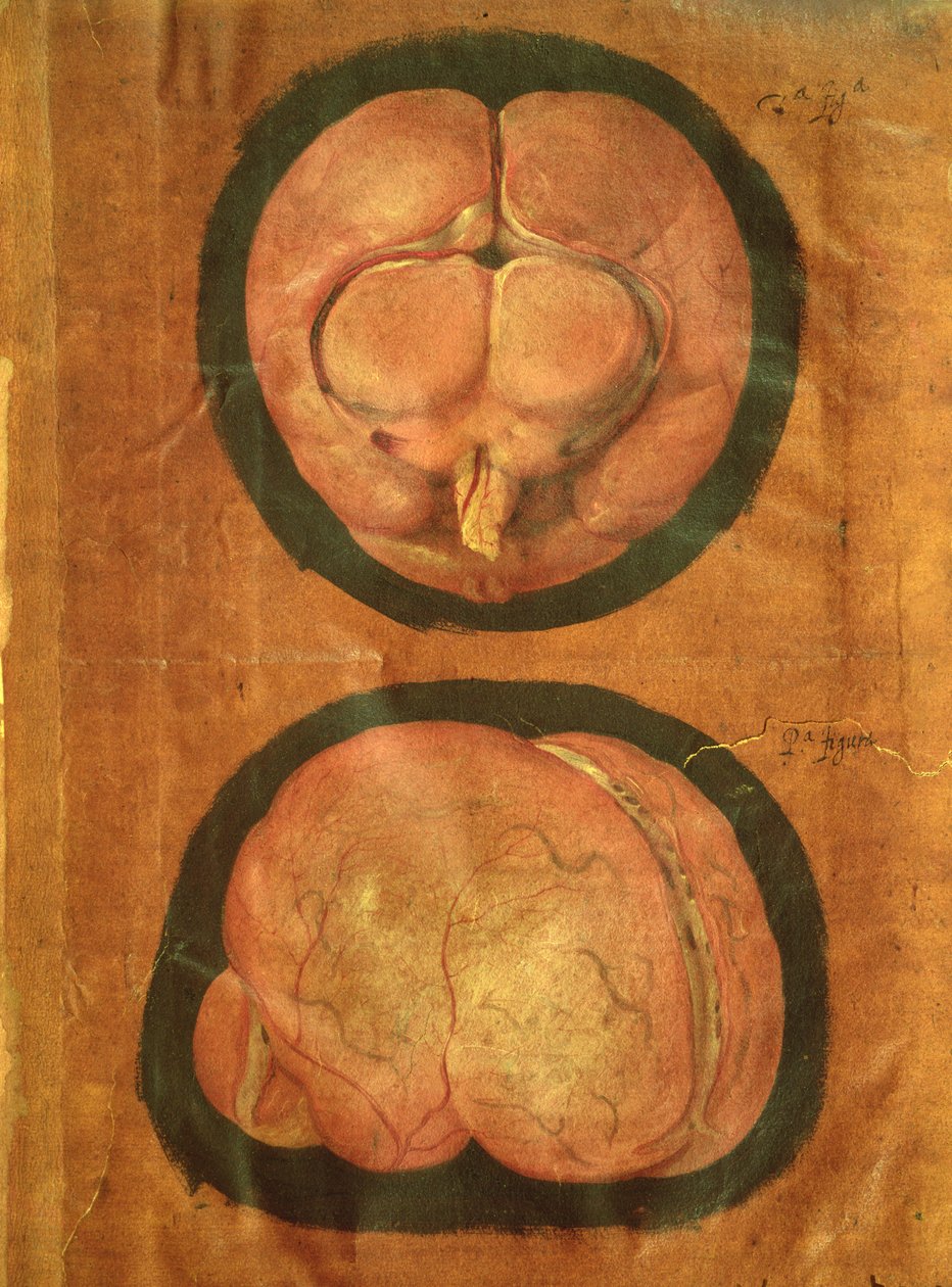 Desenho anatômico do cérebro humano de Hieronymus Fabricius ab Aquapendente