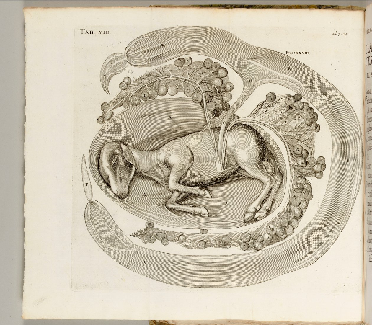 Um Animal no Ventre, 1738 de Hieronymus Fabricius ab Aquapendente