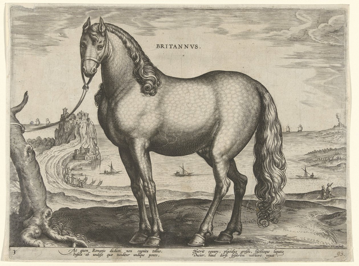 Cavalo da Bretanha (Brittanus)
Britannvs (título sobre o objecto)
Raças de cavalos dos estábulos reais de Don Juan da Áustria (título da série)
Equile Ioannis Austriaci Caroli (título da série) de Hieronymus Wierix