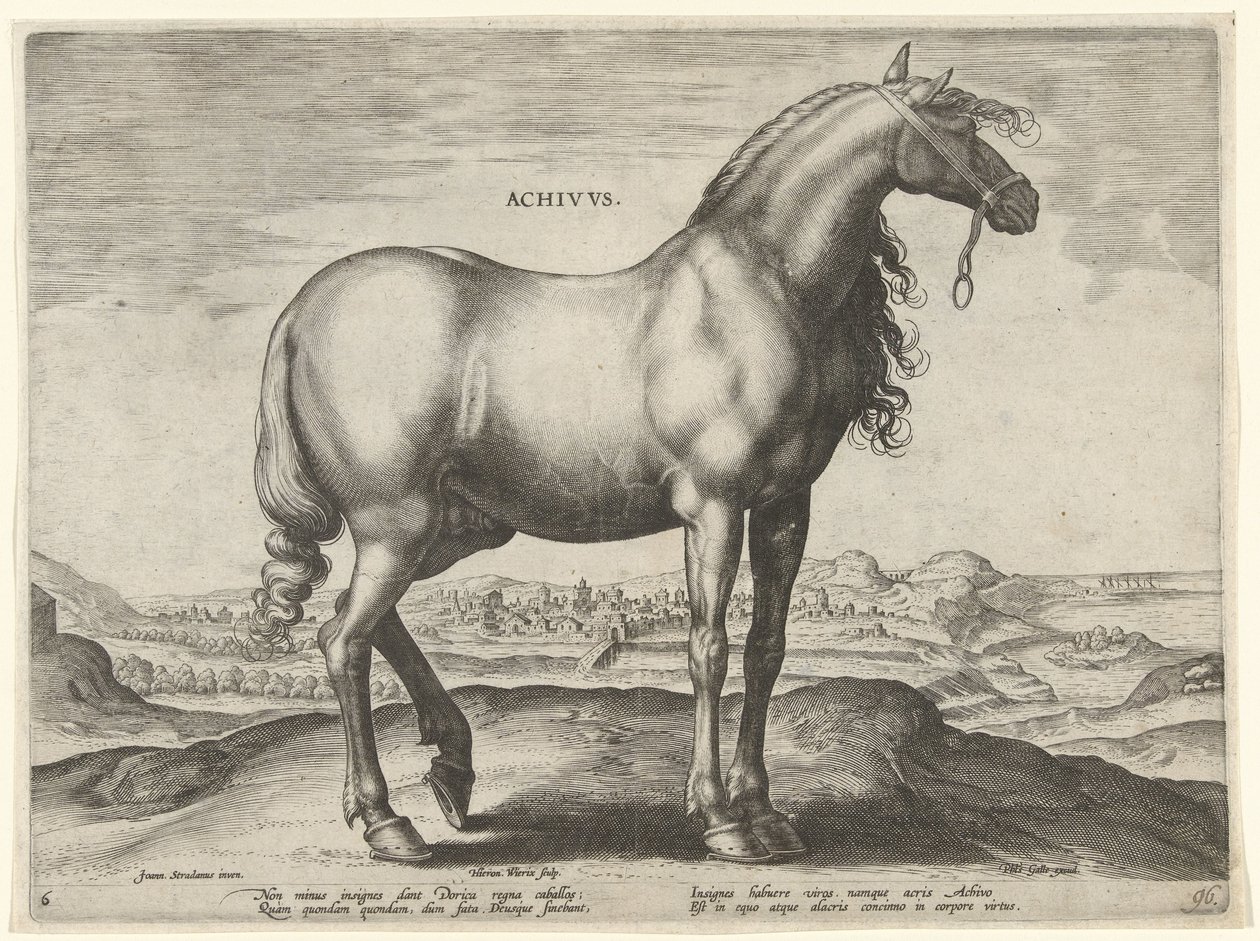 Cavalo da Grécia (Achivus) Achivvs (título no objeto) Raças de Cavalos dos Estábulos Reais de Don Juan da Áustria (título da série) Equile Ioannis Austriaci Caroli (título da série) de Hieronymus Wierix