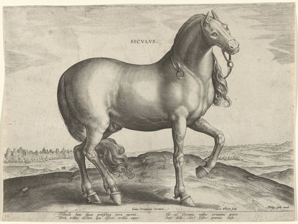 Cavalo da Sicília (Siculus)
Sicvlvs (título sobre o objecto)
Raças de cavalos dos estábulos reais de Don Juan da Áustria (título da série)
Equile Ioannis Austriaci Caroli (título da série) de Hieronymus Wierix