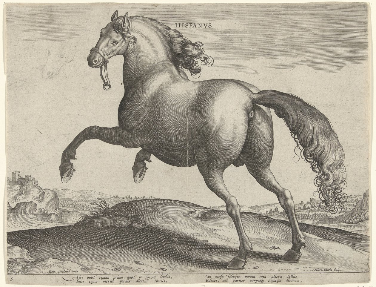 Cavalo de Espanha (Hispanus Alter)
Hispanvs (título sobre o objecto)
Raças de cavalos dos estábulos reais de Don Juan da Áustria (título da série)
Equile Ioannis Austriaci Caroli (título da série) de Hieronymus Wierix
