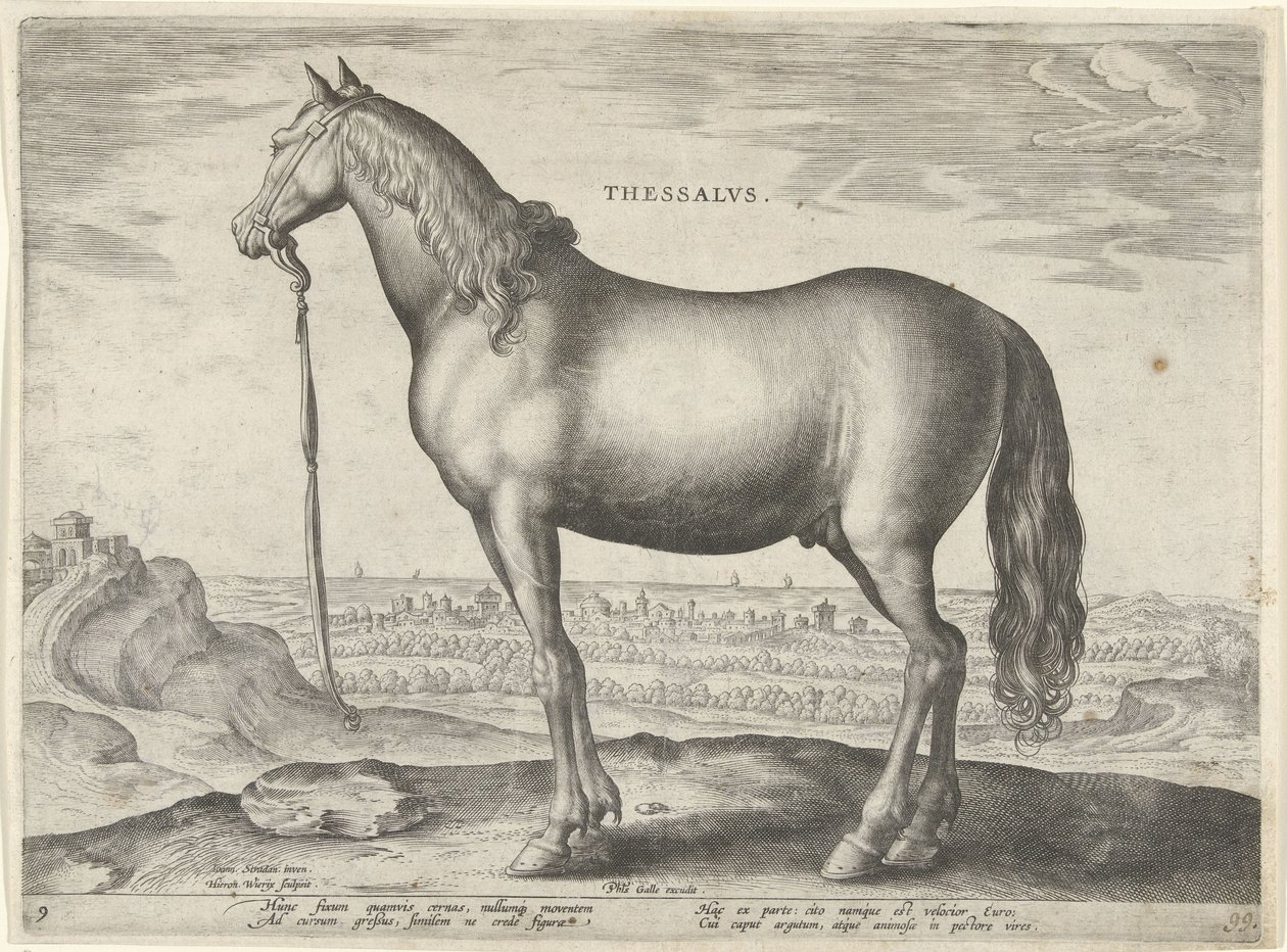 Cavalo da Tessália (Tessália) Thessalvs (título no objeto) Raças de Cavalos dos Estábulos Reais de Don Juan da Áustria (título da série) Equile Ioannis Austriaci Caroli (título da série) de Hieronymus Wierix