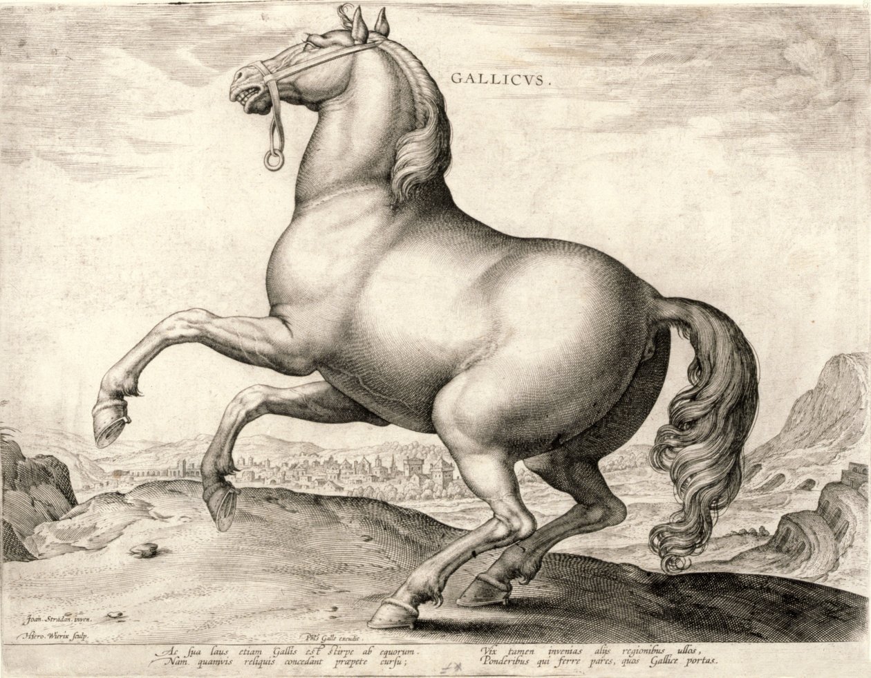 Gallicus da série Cavalos do estábulo de Don Juan da Áustria (gravura em wove) de Hieronymus or Jerome Wierix