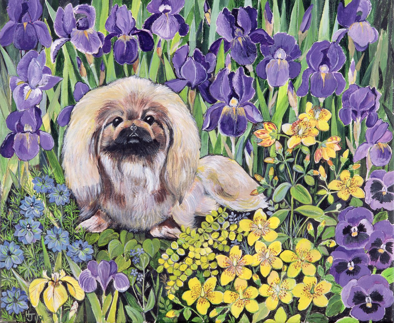 Peke in the Flower Bed (acrílico sobre tela) de Hilary Jones
