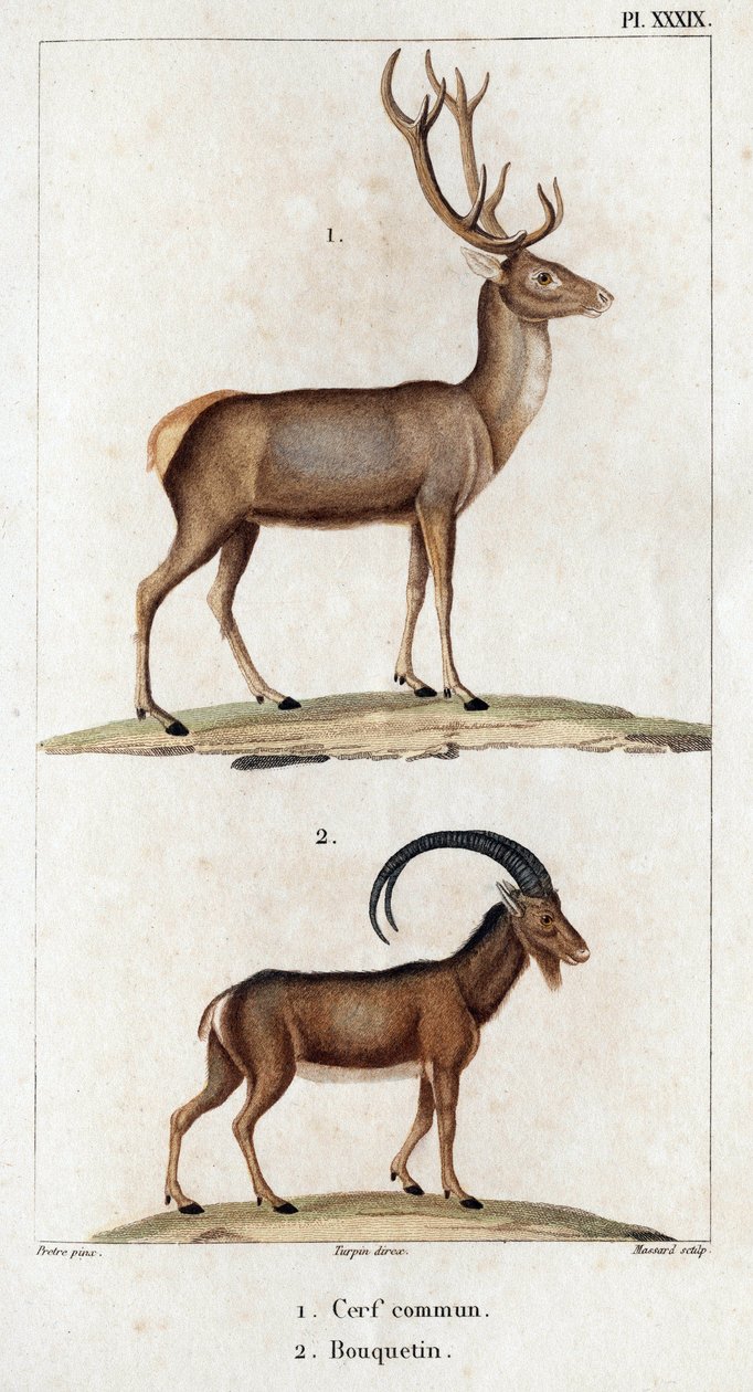Veado comum e íbex.” “Fauna des Mdecins ou história dos animais e seus produtos por Hippolyte Cloquet” - Volume 6 - 1825. de Hippolyte Cloquet