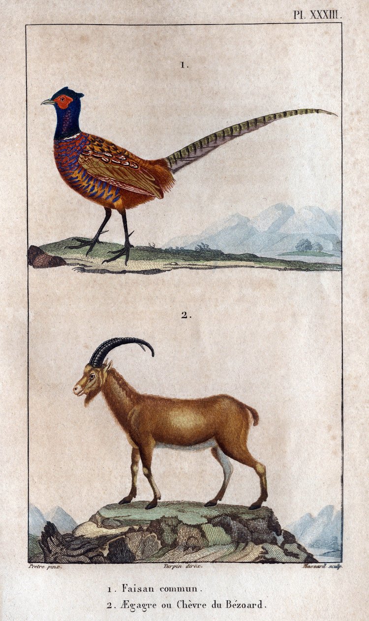 Faisão comum e Chevre de Bezoard
