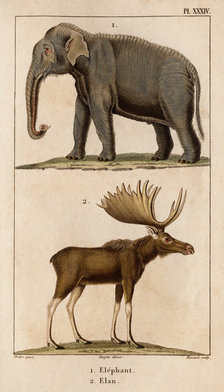 Elefante e Alce. Fauna des Mdecins ou histoire des animaux et de leur produits par Hippolyte Cloquet" - Volume 6 - 1825. de Hippolyte Cloquet