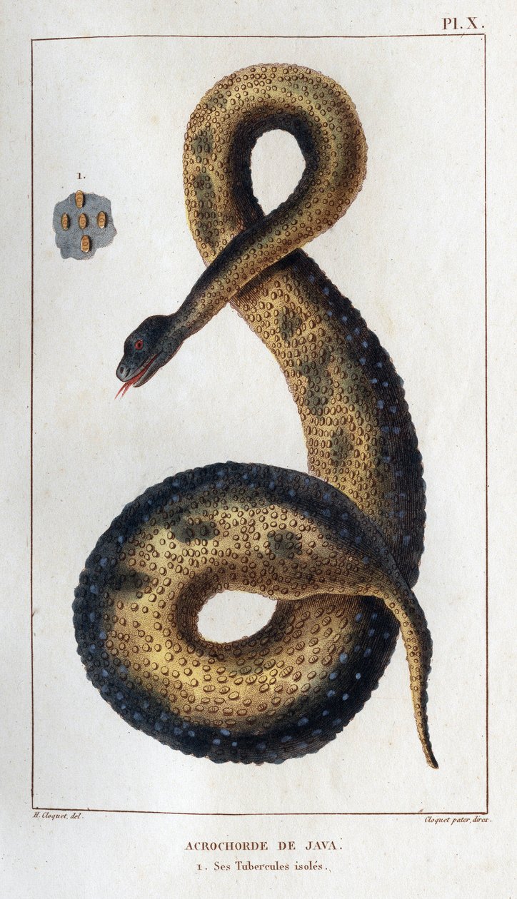 Java acrochord. Os seus tubérculos isolados. Fauna des Mdecins ou histoire des animaux et de leurs produits par Hippolyte Cloquet" - Volume 6 - 1825. de Hippolyte Cloquet