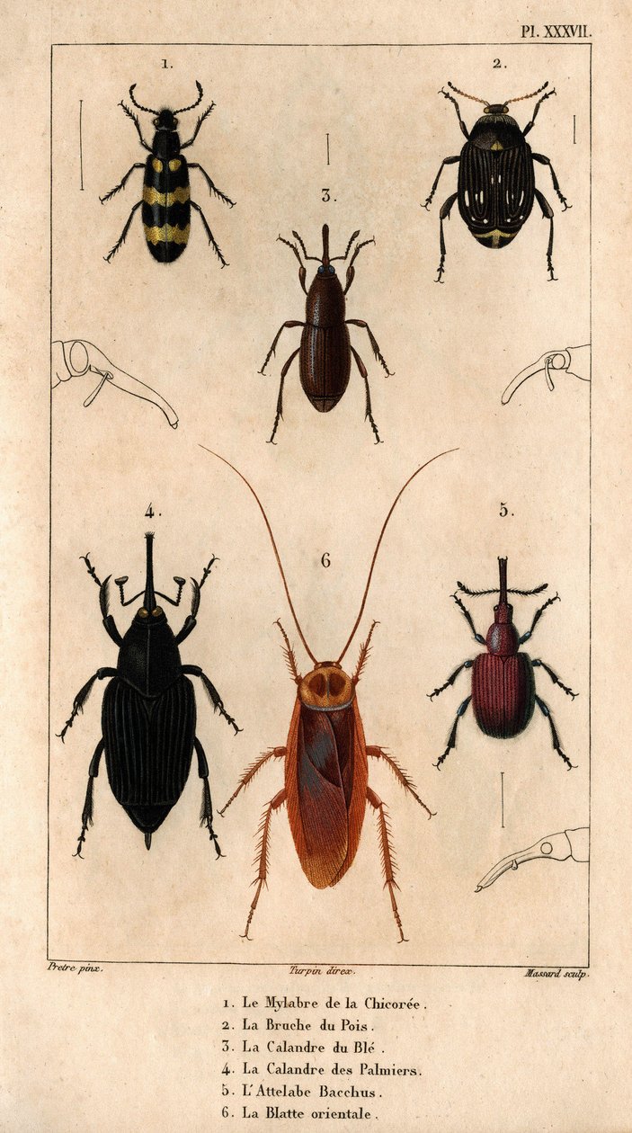 O Mylabra da chicória, o Bruche da ervilha, a grelha do trigo, a grelha das palmas, o Hitch Bacchus, a barata oriental em "Fauna des Médecins ou histoire des animaux et de leurs produits par Hippolyte Cloquet" - Volume 6 - 1825. de Hippolyte Cloquet